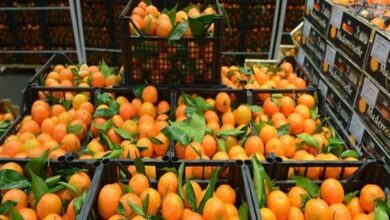 صورة “شندلر الألمانية” تفتتح فرعا في طنطا لتصدير البرتقال المصري إلى هامبورج